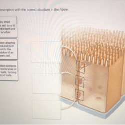 Neuron match correct function part brainly